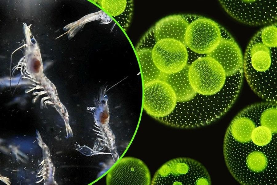 bo-sung-vi-sinh-vi-tao