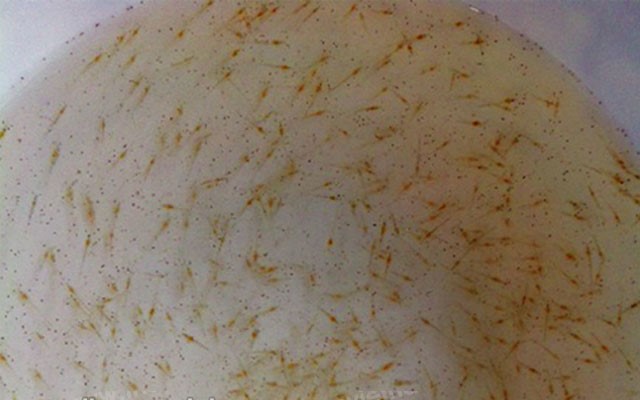 bo-sung-vitamin-C-uong-tom-giong