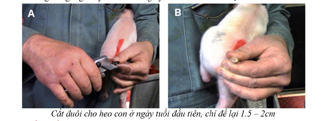 cắt đuôi_1