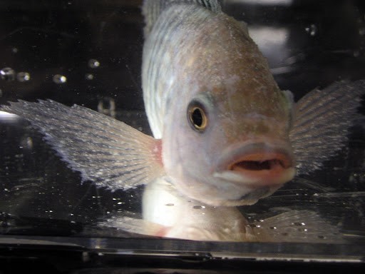 PHÒNG TRỊ KÝ SINH TRÙNG Ở CÁ NƯỚC NGỌT