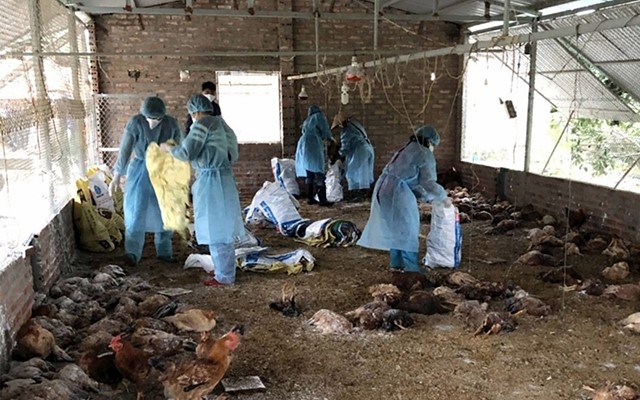 Bình Định: Đẩy nhanh tiến độ tiêm vắc xin trên đàn vật nuôi