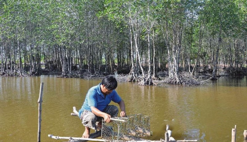 ca-tom-cua-duoi-tan-rung