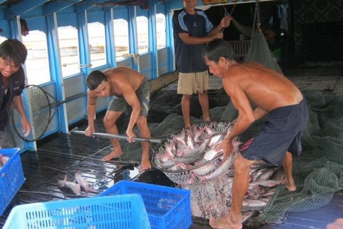 ca-tra-ky-vong-vao-cu-hich