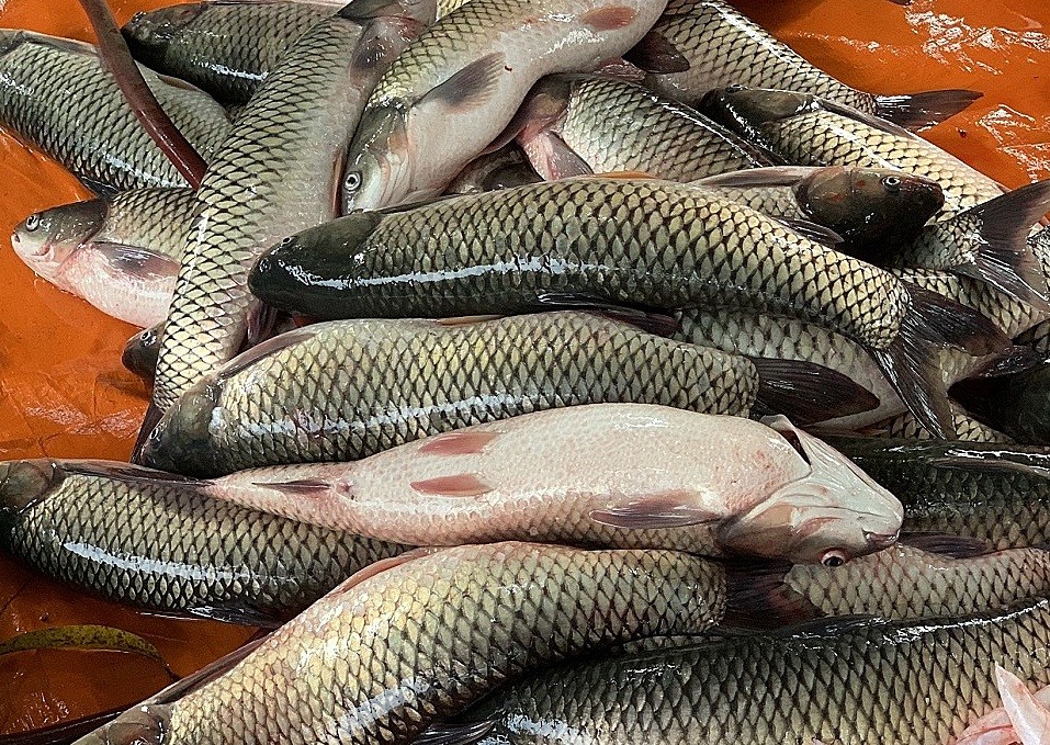 ca-tram-co-3265-1633925645-163-4927-6090-1633945058