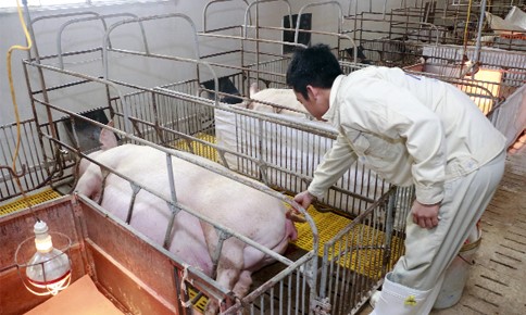 cac-cach-xu-ly-heo-nai-sinh-kho