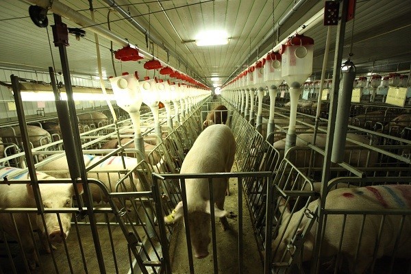 cach-bo-tri-chuong-heo