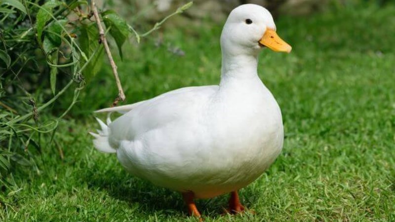 Sự thật thú vị về loài vịt