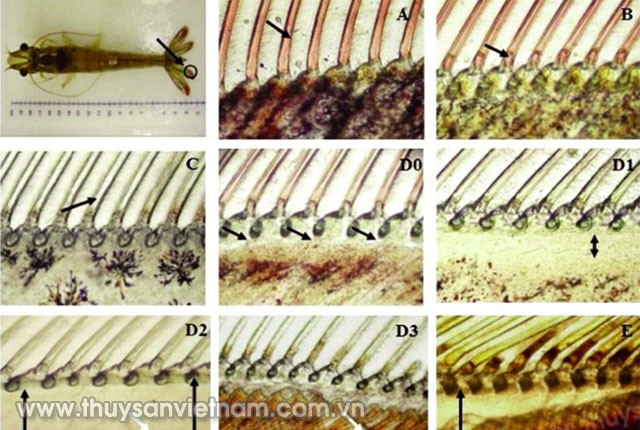 cach-thu-hoach-tom-hieu-qua-03