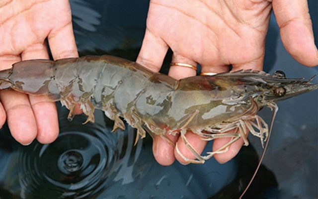 cai-thien-tieu-hoa-cho-tom