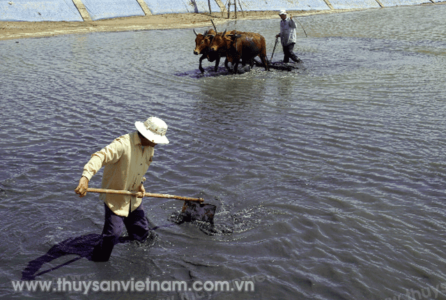 cao-tao-ao-nuoi-tom-hieu-qua-01