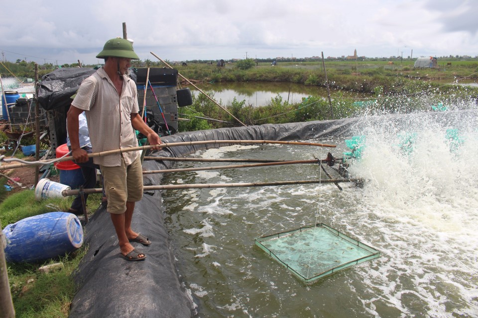 cham-soc-tom-sau-mua-bao-1