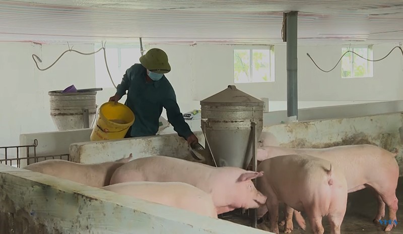 chan nuoi thanh hoa 2