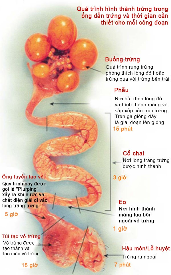 chan-doan-benh-qua-vo-trung - Copy