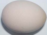 chan-doan-benh-qua-vo-trung-5