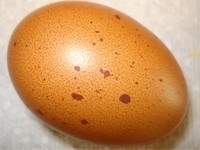 chan-doan-benh-qua-vo-trung-6