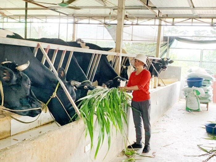 chan-nuoi-bo-ket-hop-trong-buoi-e1642381037881 (1)