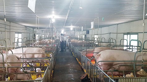 chan-nuoi-chuong-lanh