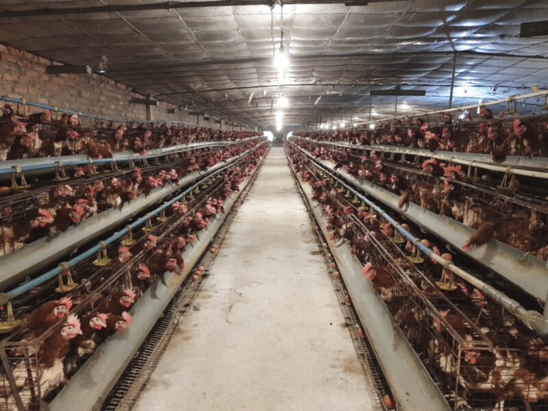 chan-nuoi-gia-cam-tai-quoc-oai-e1645424351568