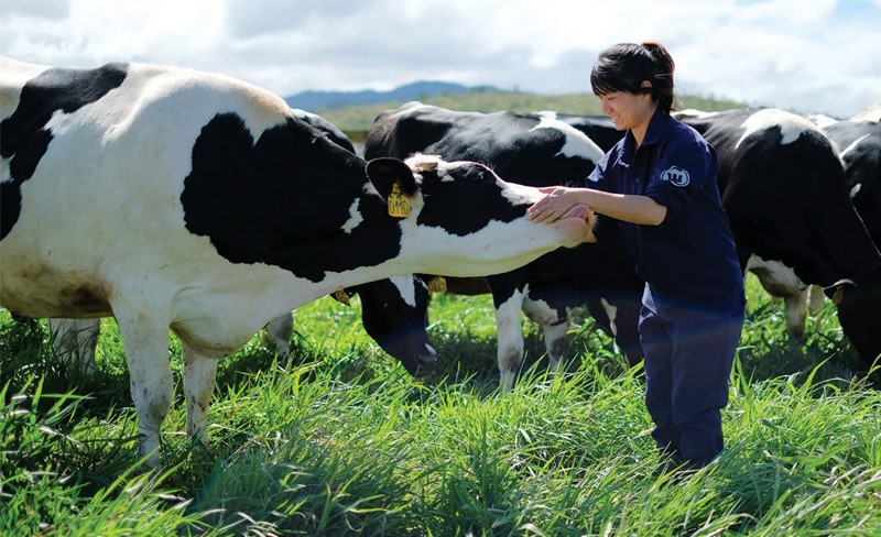 chan-nuoi-gia-suc-an-co