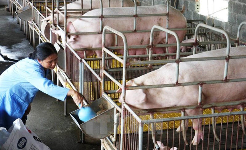 chan-nuoi-heo-cuoi-nam(2)