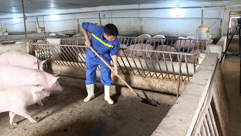 chan-nuoi-huong-tap-trung