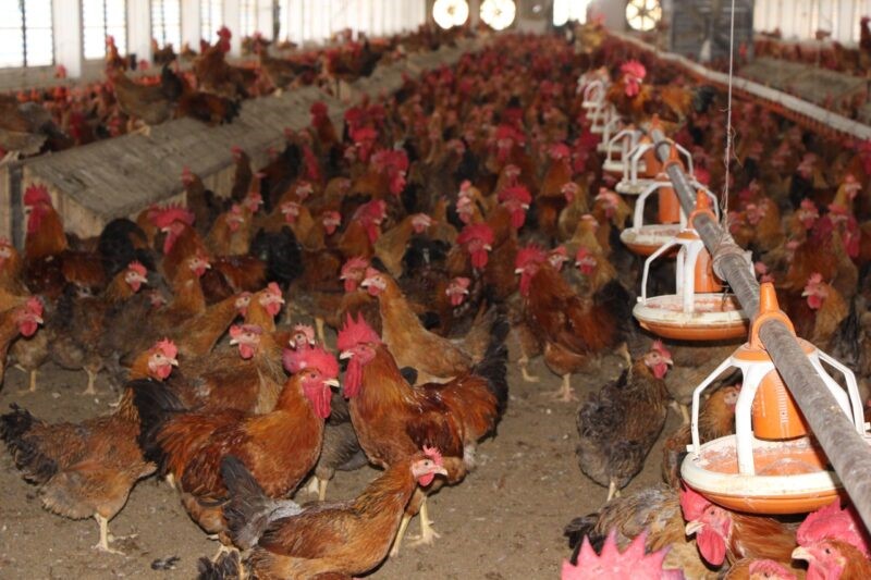 chan-nuoi-tu-phat-scaled-e1643302560258