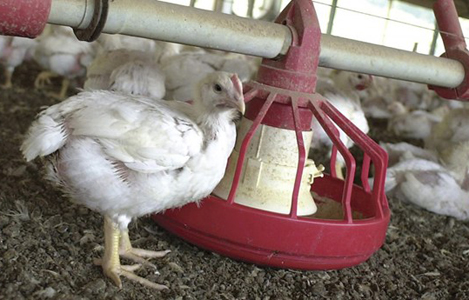 ĐIỀU CHỈNH DINH DƯỠNG ĐỂ CẢI THIỆN KHẢ NĂNG MỌC LÔNG Ở GÀ THỊT