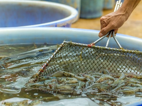 che-do-an-cho-tom-dat-giai-ve-moi-truong