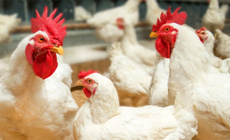 chien-luoc-cho-ga-an_1