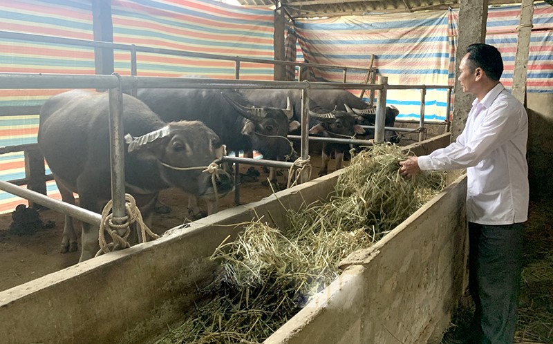 chong-ret-cho-trau-tuyen-quang