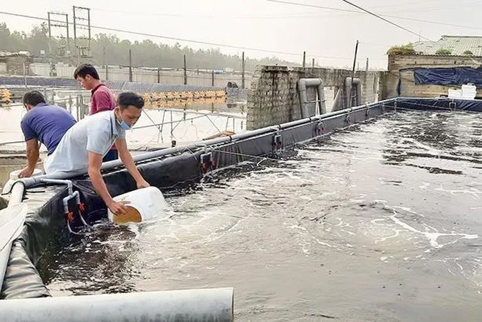 chuan-bi-vu-tom-xuan