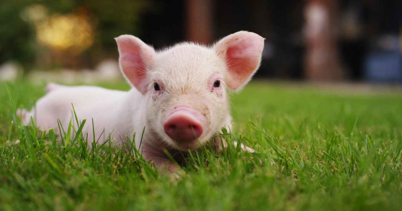 Tập cho heo sơ sinh biết ăn sớm đồng nghĩa với việc tạo ra một sức khỏe tốt hơn