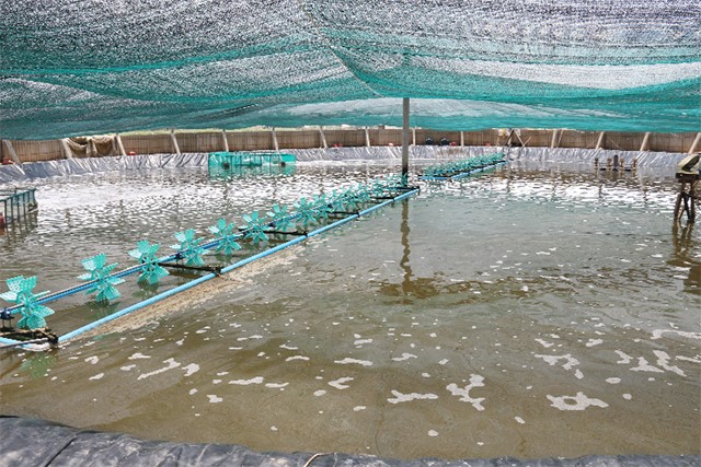 Kiểm soát tảo lam trong ao nuôi thương phẩm