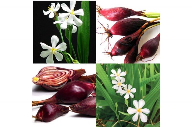 cu-hanh-e1639704870995