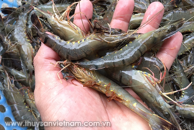 dam-bao-moi-truong-tha-nuoi-tom-su-03