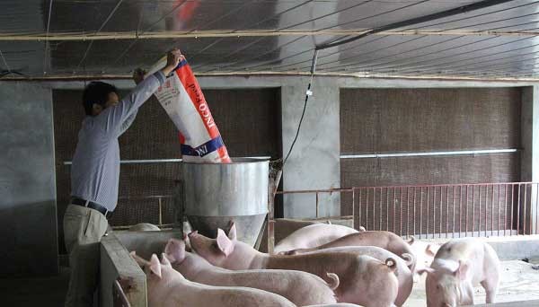 dan-lon-heo-nai-quy-I_1