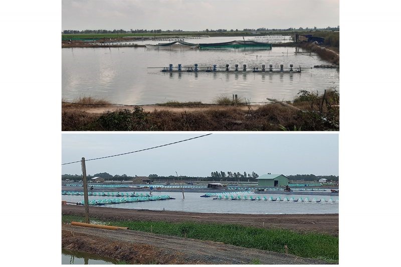 dao-ao-nuoi-tom-e1638494410383