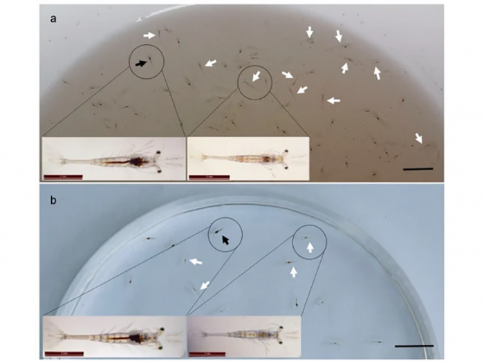 dau-hieu-benh-hau-au-trung-trong-suot-tren-tom-e1637198048910 (1)