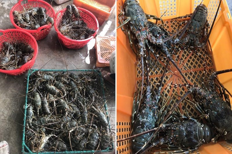 de-tom-hum-co-dau-ra-on-dinh-e1648622802362