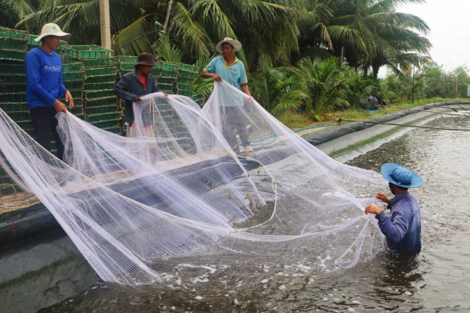 de-vu-nuoi-tom-thuan-loi