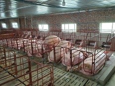 Thức ăn và nhu cầu dinh dưỡng của heo