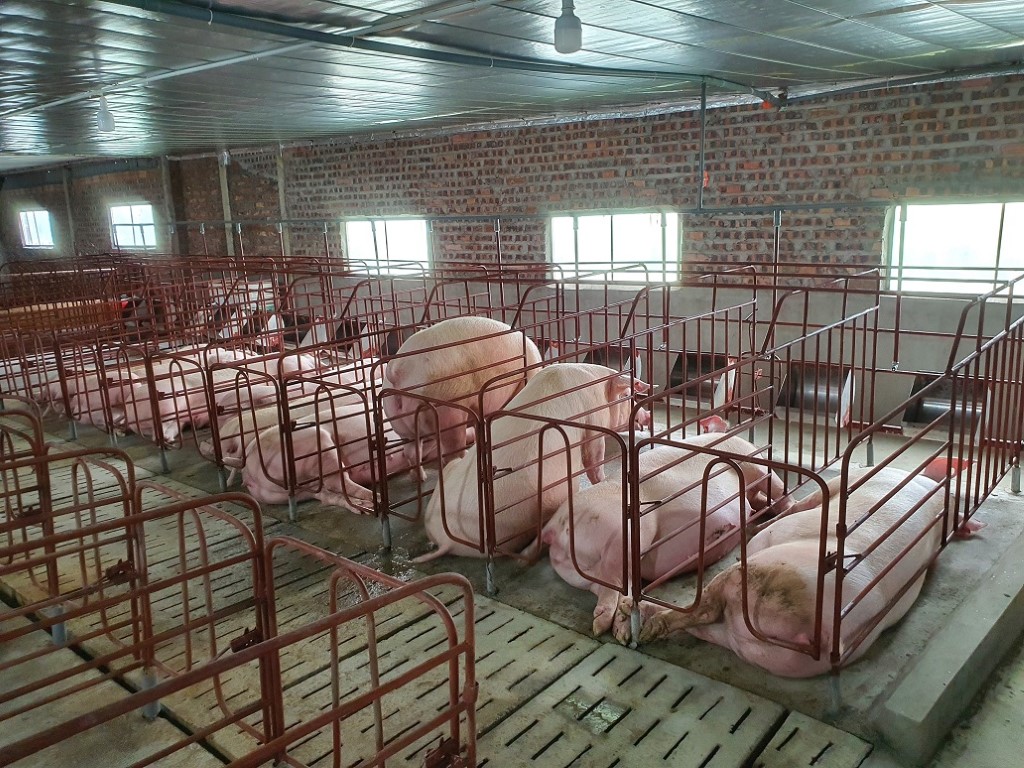 den-tham-trang-trai-lon-anh-long-bac-ninh (2)_1