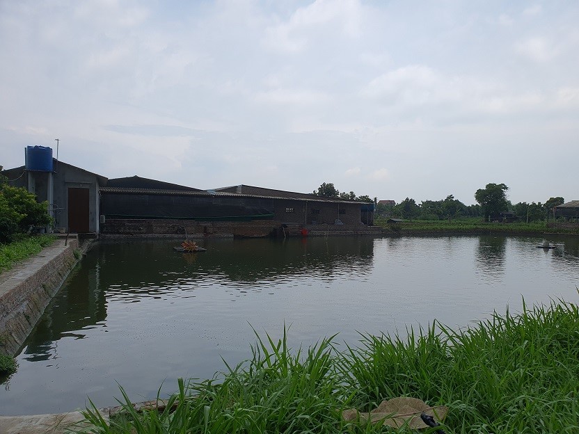 den-tham-trang-trai-lon-anh-long-bac-ninh (3)