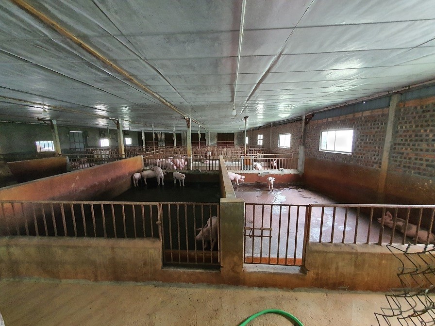 den-tham-trang-trai-lon-anh-long-bac-ninh (4)