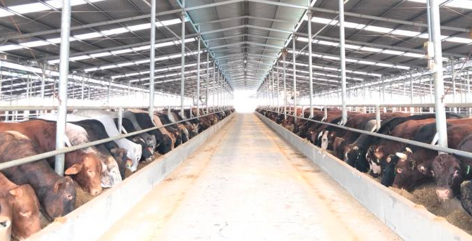 Gia Lai chuyển dịch chăn nuôi theo hướng tập trung công nghệ cao