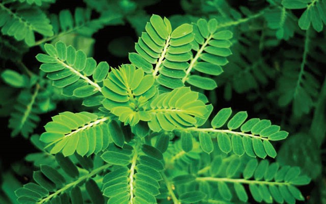 diep-ha-chau-trong-nuoi-tom