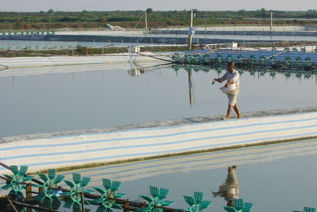 dinh-duong-cho-ao-nuoi-mat-do-cao-01