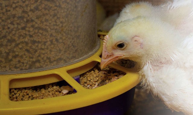 dinh-duong-cho-gia-cam