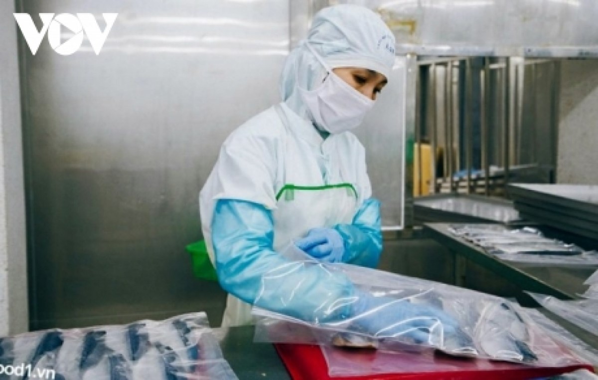 Nhiều doanh nghiệp chế biến thuỷ sản ở Bà Rịa – Vũng Tàu kiệt quệ vì dịch bệnh