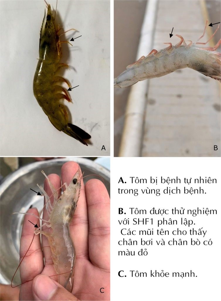 do-chan-tren-tom-the-2_1609903653-754x1024-1